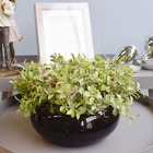 Arranjo De Folhagens Peperômia No Vaso Baixo De Vidro | Linha